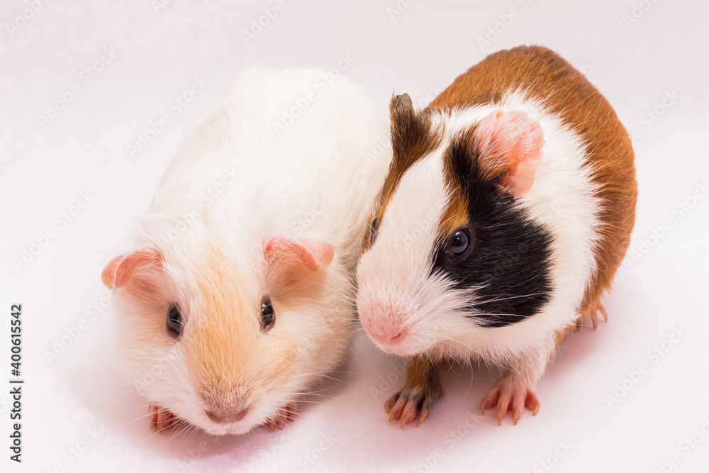 Two cute guinea pigs Two cute guinea pigs