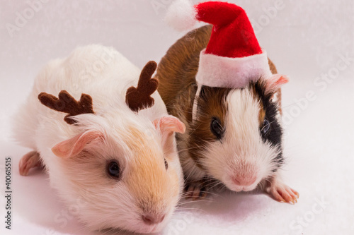 Ttwo cute christmas guinea pigs
