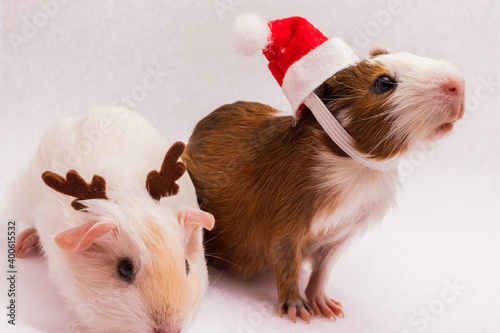 Ttwo cute christmas guinea pigs