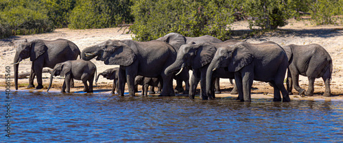 Manada de elefantes en la orilla del río, parque nacional de Chobe. photo