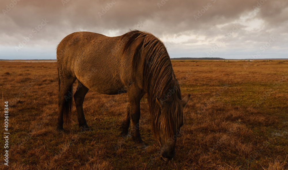 Fototapeta premium Wild Horses, golden hour in the nature reserve. Engure