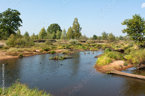 river in the forest
