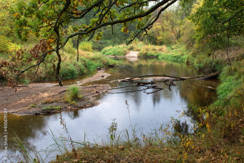 river in the forest