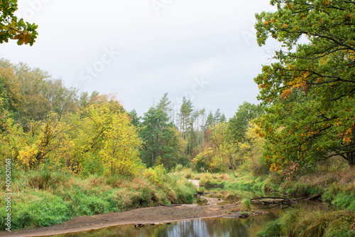 autumn in the forest