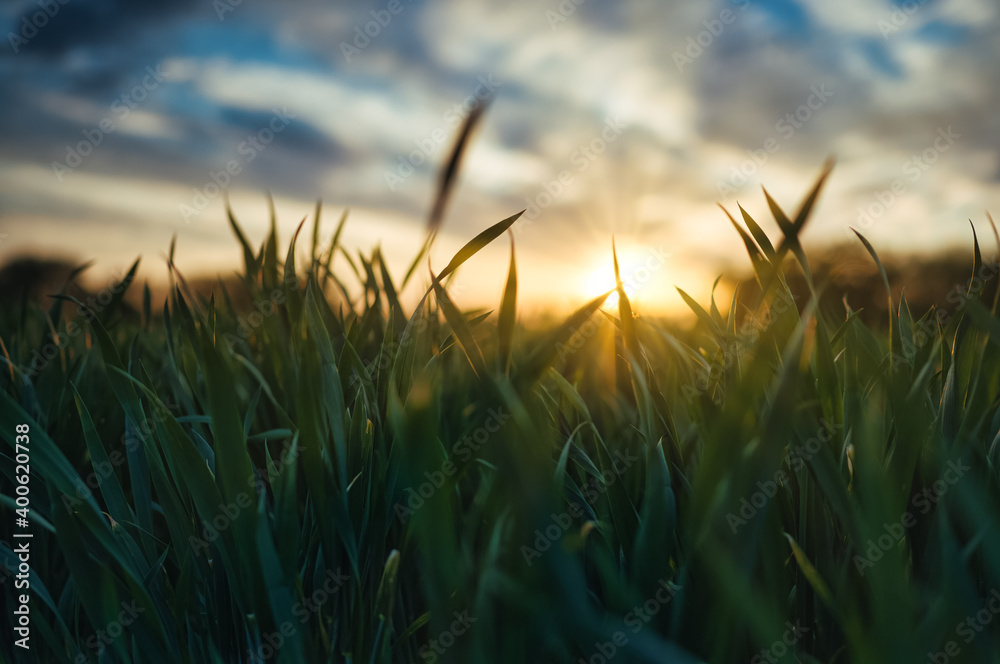 View of the sunset through the leaves of green grass. Blue sky turning golden. Shallow depth of field. Sun rays. Green grass leaves.