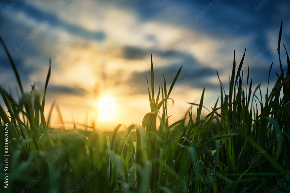 View of the sunset through the leaves of green grass. Blue sky turning golden. Shallow depth of field. Sun rays. Green grass leaves.