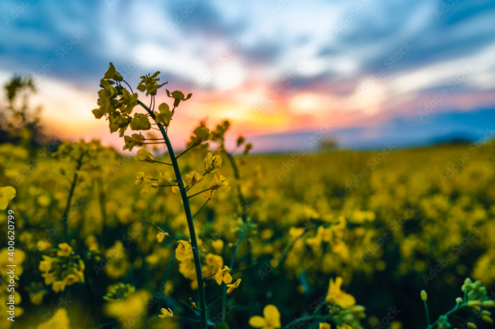 Fototapeta premium Close up of a yellow rapeseed flower. In the background is a colorful sunset and an entire rapeseed field. Shallow depth of field.