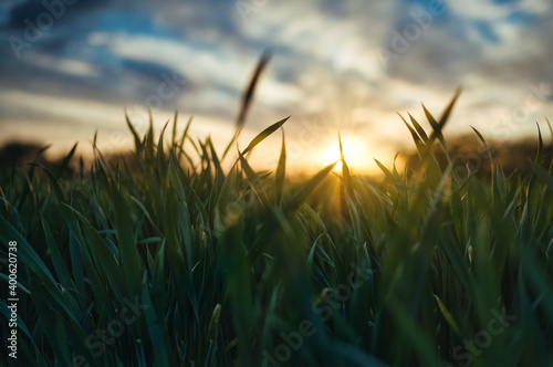 View of the sunset through the leaves of green grass. Blue sky turning golden. Shallow depth of field. Sun rays. Green grass leaves.