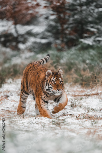 Siberian tiger (female, Panthera tigris altaica) walking, front view. A dangerous beast in its natural habitat. In the forest in winter, it is snow and cold.