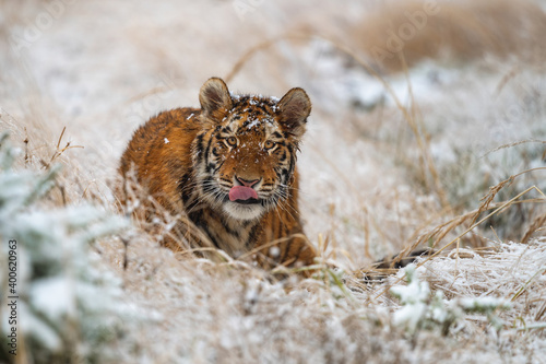 Siberian tiger (female, panthera tigris altaica) hiding in the grass and waiting for prey. Front View. A dangerous beast in its natural habitat. In the forest in winter, it is snow and cold.