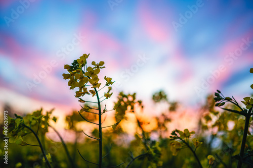 Close up of a yellow rapeseed flower. In the background is a colorful sunset and an entire rapeseed field. Shallow depth of field.