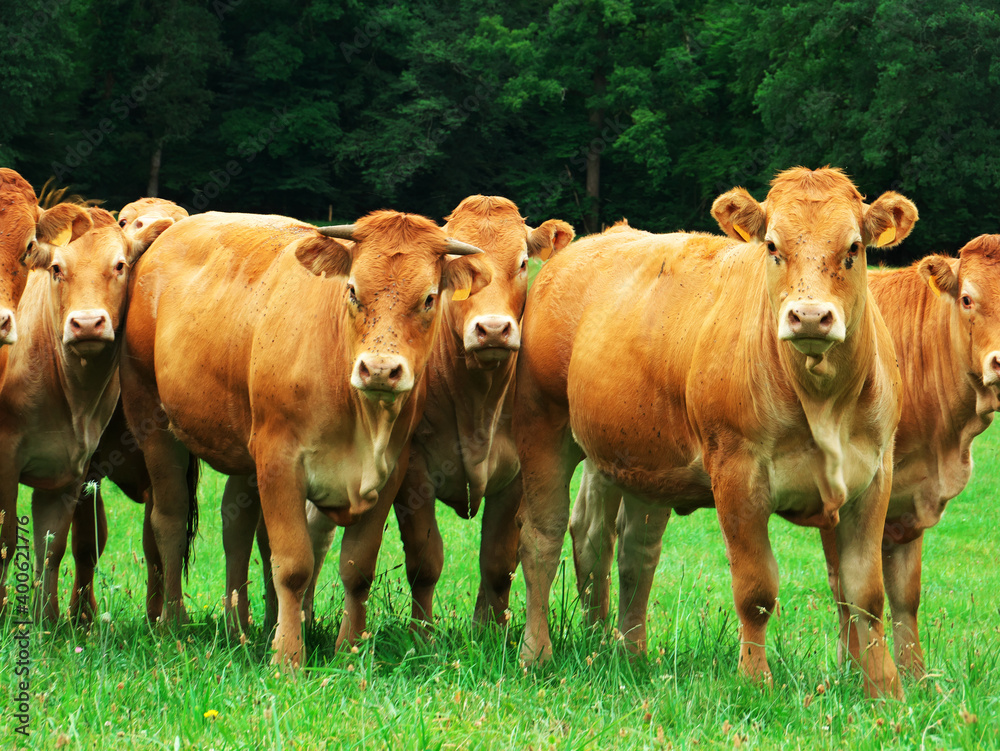 Photo of cattle herd located in the south of France