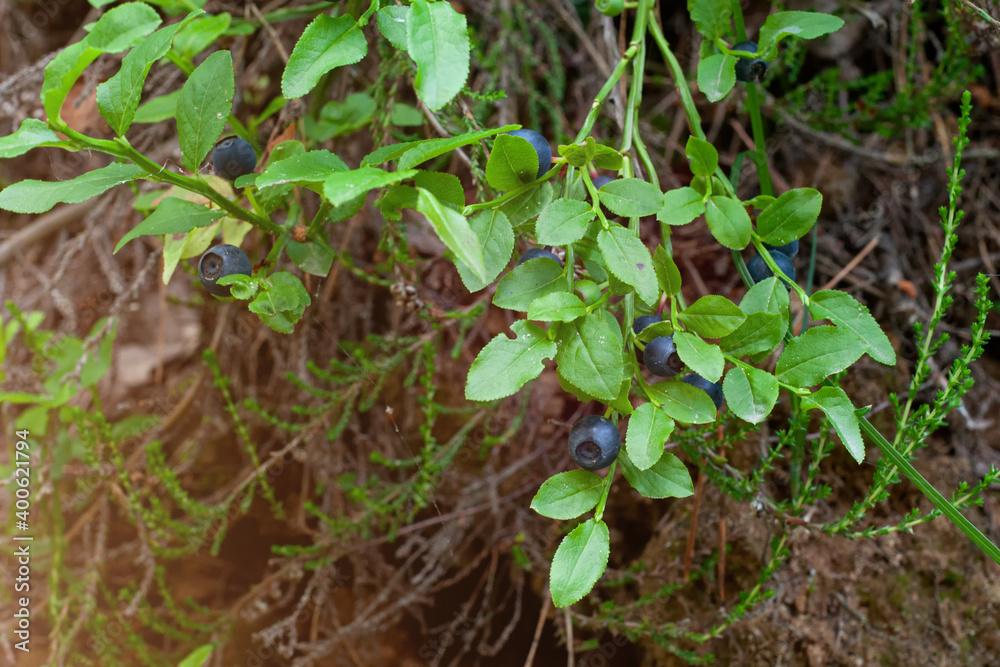 Green branches with berry of bilberry in the forest. Berries of forest blueberries. Bunch of berry Green branches with berry of bilberry in the forest. Berries of forest blueberries. Bunch of berry