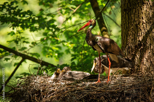 Family black stork, ciconia nigra, standing in nest on summer light. Aduld dark bird with long red beak with little chick resting on tree in woodland. Long legged feathered animal guarding its young photo