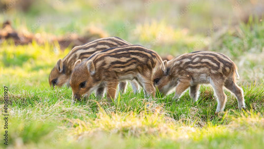 Little wild boar, sus scrofa, piglets feeding on meadow in springtime nature. Young swings grazing on green field in spring. Striped mammals eating on grassland.