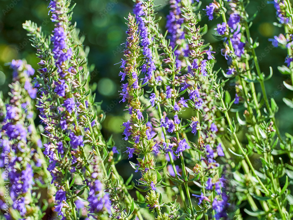 Naklejka premium Purple flowers of hyssop (hyssopus officinalis)