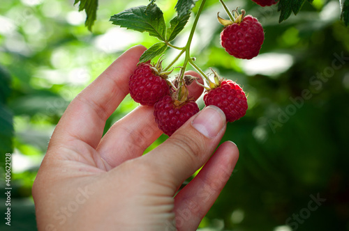 raspberries. male hand picks berries of ripe red raspberries on a background of green raspberries. Close-up. Healthy food and vegetarianism
