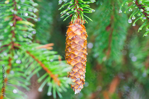 Tannenzapfen von einem Nadelbaum umgeben von Zweigen.