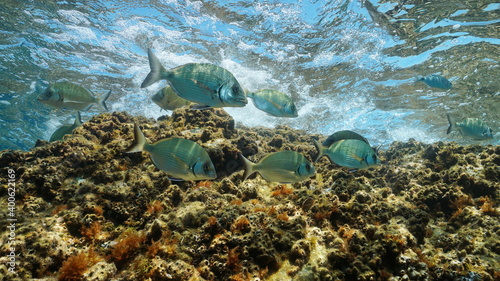 Fish in the sea  several sargo seabream  Diplodus sargus  underwater in the Mediterranean  Occitanie  France