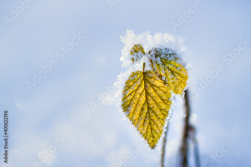 Gelbes Blatt in Eis gehüllt vom Frost und Schnee. Zeichen für Kälteeinbruch im Januar. 