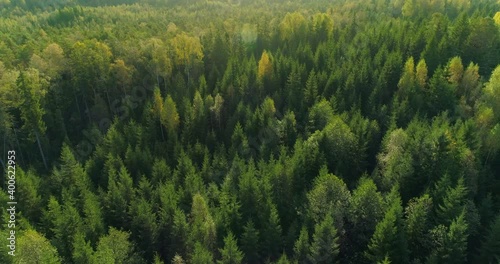 Aerial view of green wild forest in morning after sunrise