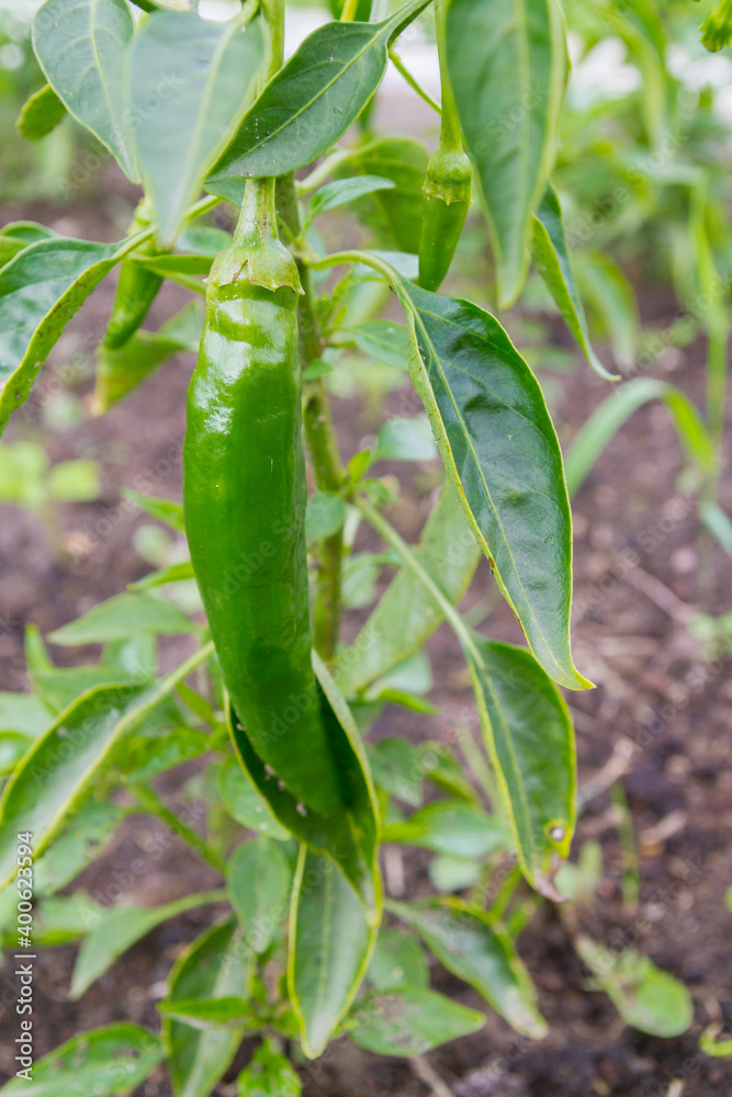 Green delicious sweet pepper grows in the garden in the summer Green delicious sweet pepper grows in the garden in the summer