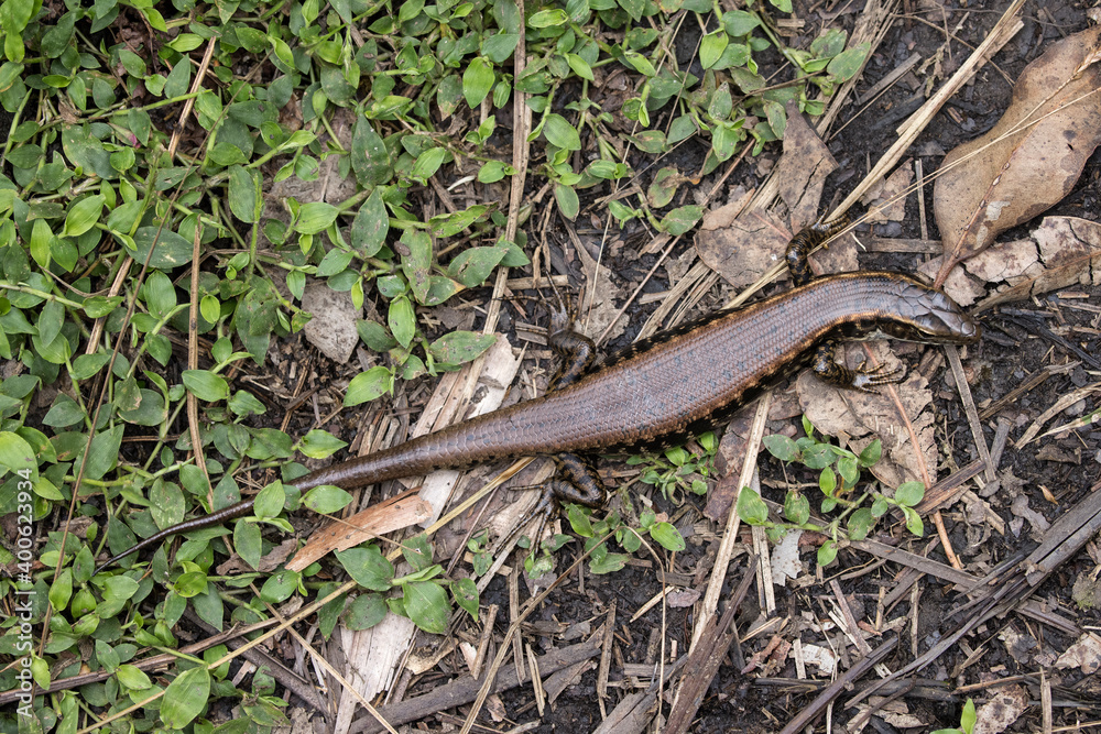 Gravid or pregnant Eastern Water Skink Gravid or pregnant Eastern Water Skink