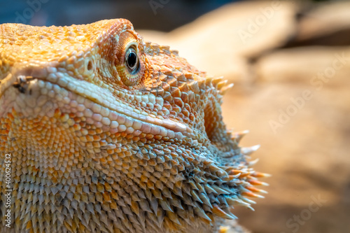 macrophotography of a textured pogona in a vivarium. green bokeh in the background.