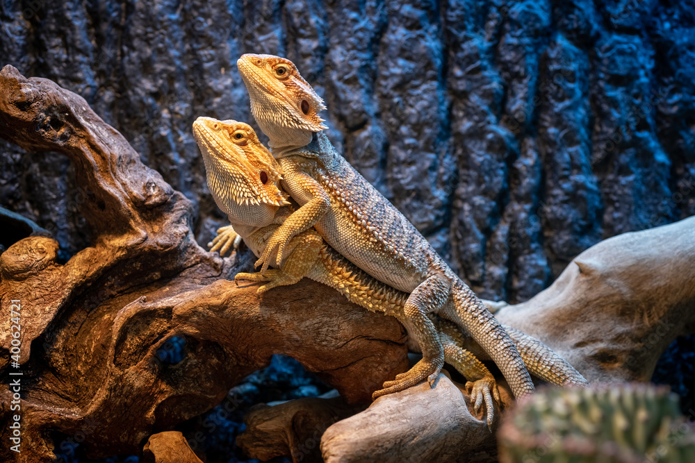 two yellow colorful bearded dragons stacked on top of each other. they are standing on a branch in a vivarium.