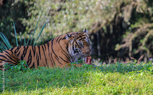 Sumatran Tiger Eating a Bone 