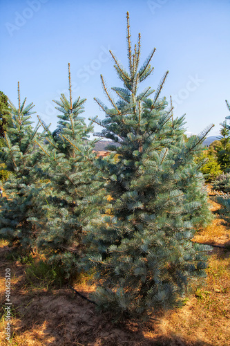Nursery for pine trees - picea pungens  cedrus atlantica  abies concolor and other trees