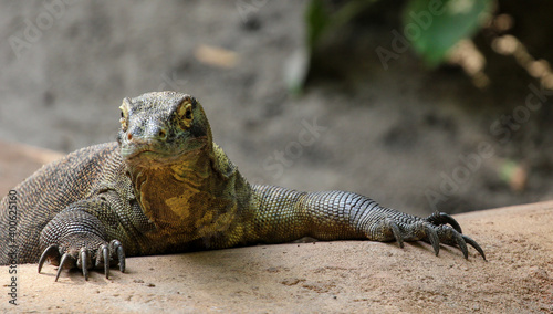 Komodo Dragon basking on a rock