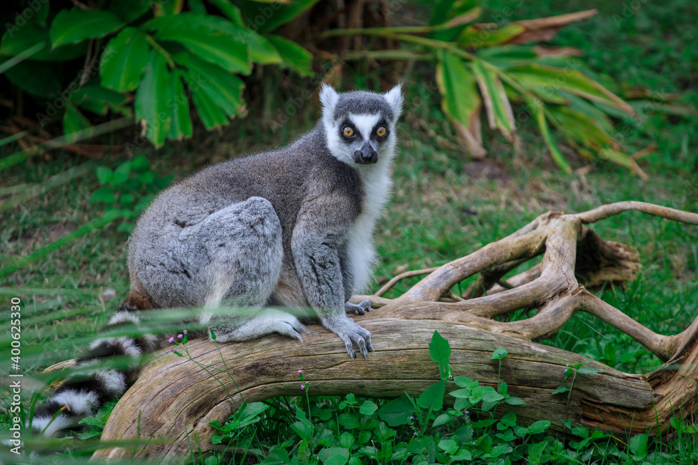 Obraz premium Ring Tailed Lemur 