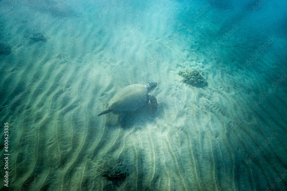 Sea turtle swimming undersea