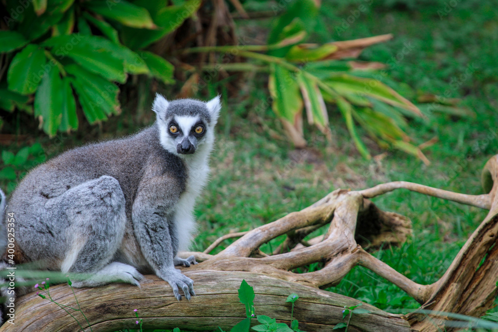 Fototapeta premium Ring Tailed Lemur sitting on a branch 
