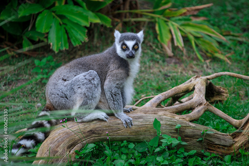 Fototapeta Naklejka Na Ścianę i Meble -  Ring Tailed Lemur  