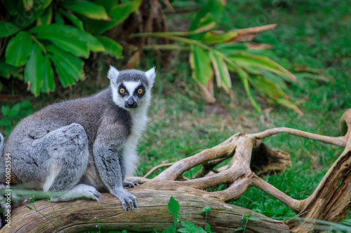 Ring Tailed Lemur sitting on a branch  © LifeGemz