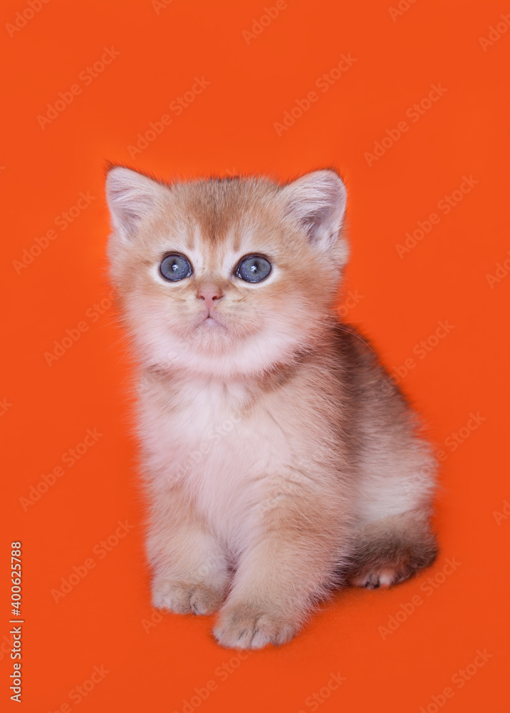 
Scottish straight kitten playing on a bright solid background