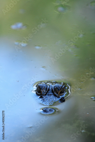 Juvenile Alligator in the Water 