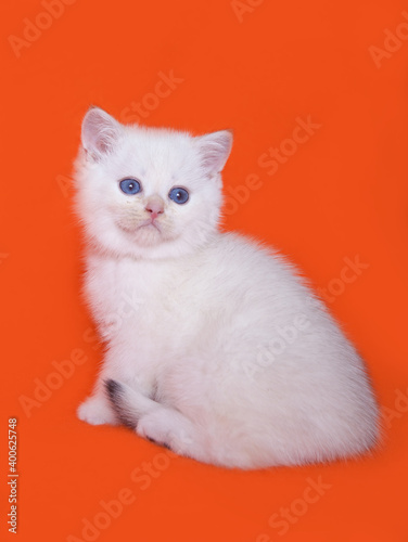  white scottish kitten on an orange background