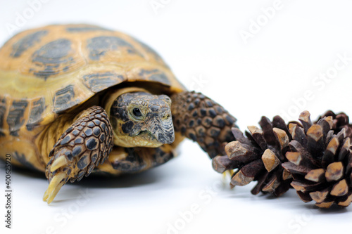 Tortoise with white background and pine cone 