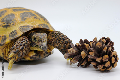 Tortoise with white background and pine cone 