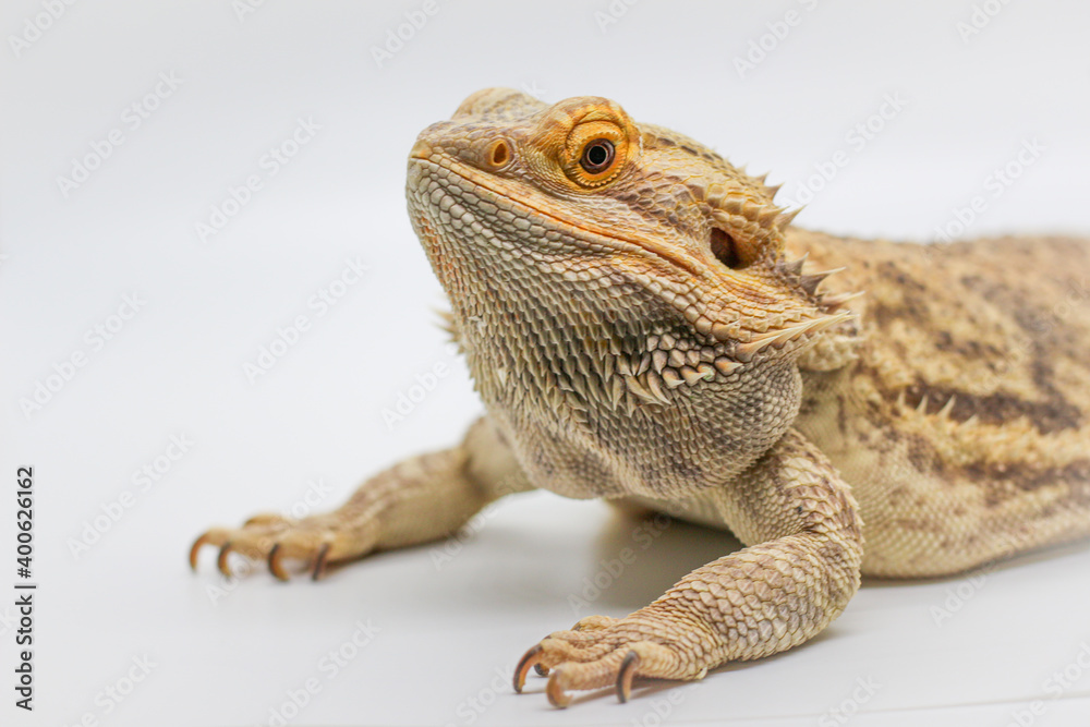 Obraz premium Bearded Dragon 