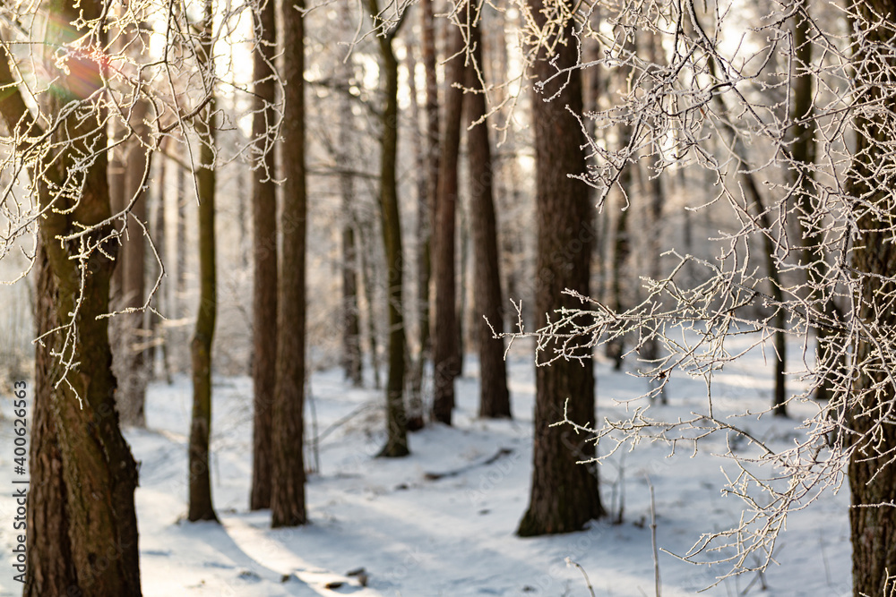 Fototapeta premium Trees with hoarfrost
