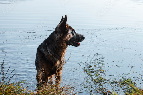 Beautiful German Shepherd standing in the lake water