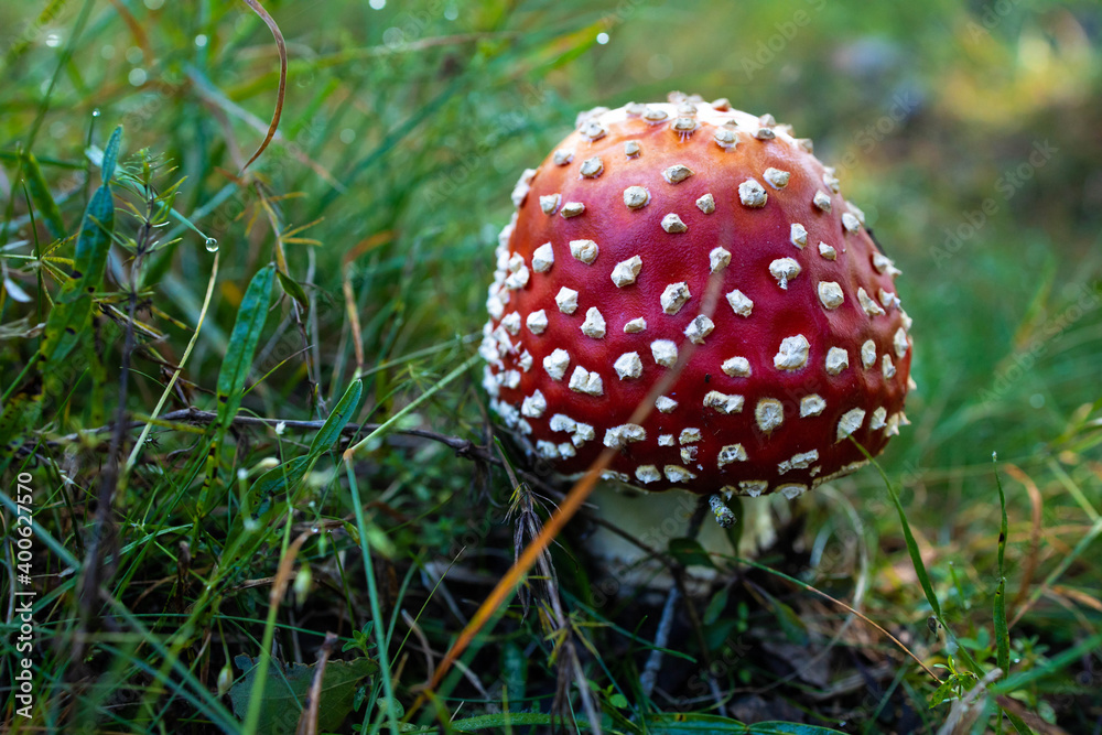 Amanita muscaria muchroom in the grass. Poisonous mushrooms Amanita muscaria muchroom in the grass. Poisonous mushrooms