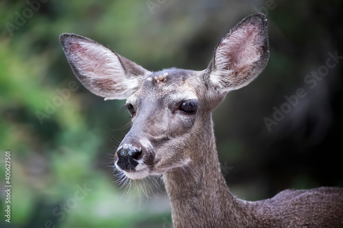 Fototapeta Naklejka Na Ścianę i Meble -  Closeup Deer Doe with Large Eyes and Ears on Green Background