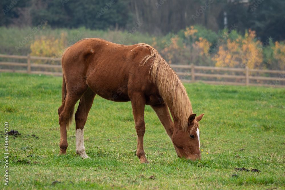Fototapeta premium horses in the meadow