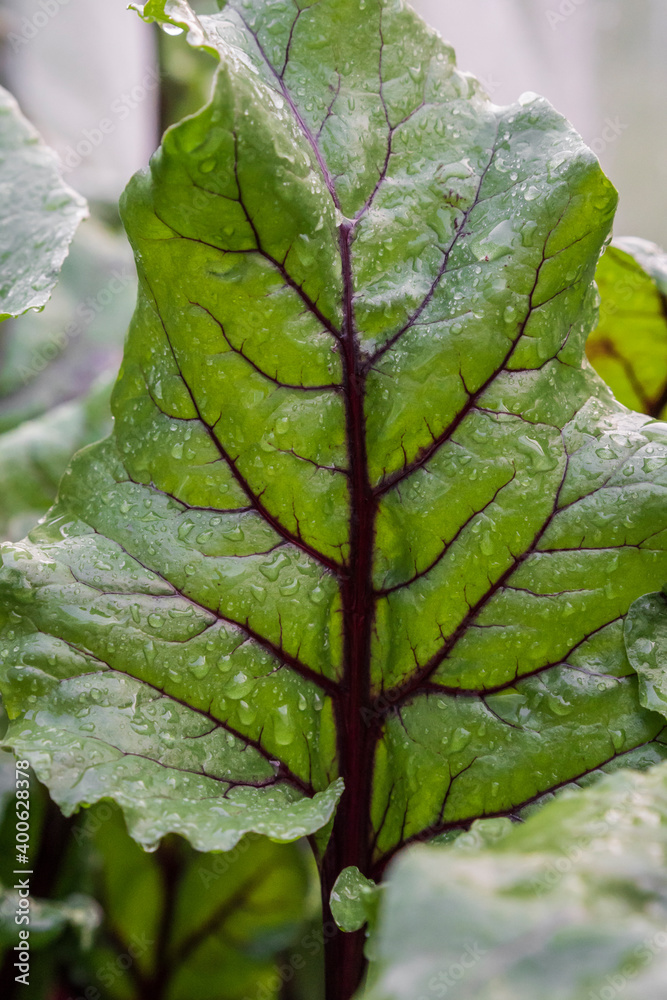 Large beetroot leaf after a light watering. Large beetroot leaf after a light watering.