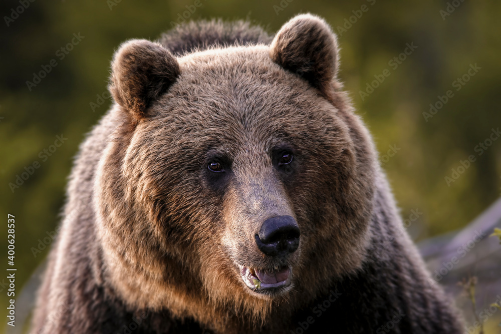 A portrait of a large domestic brown bears (ursus arctos). Side view of bear face. Wildliffe photography in the slovak country (Tatry) A portrait of a large domestic brown bears (ursus arctos). Side view of bear face. Wildliffe photography in the slovak country (Tatry)
